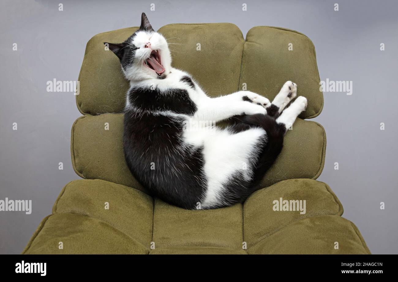 Black and white cat sleeping on a chair Stock Photo - Alamy