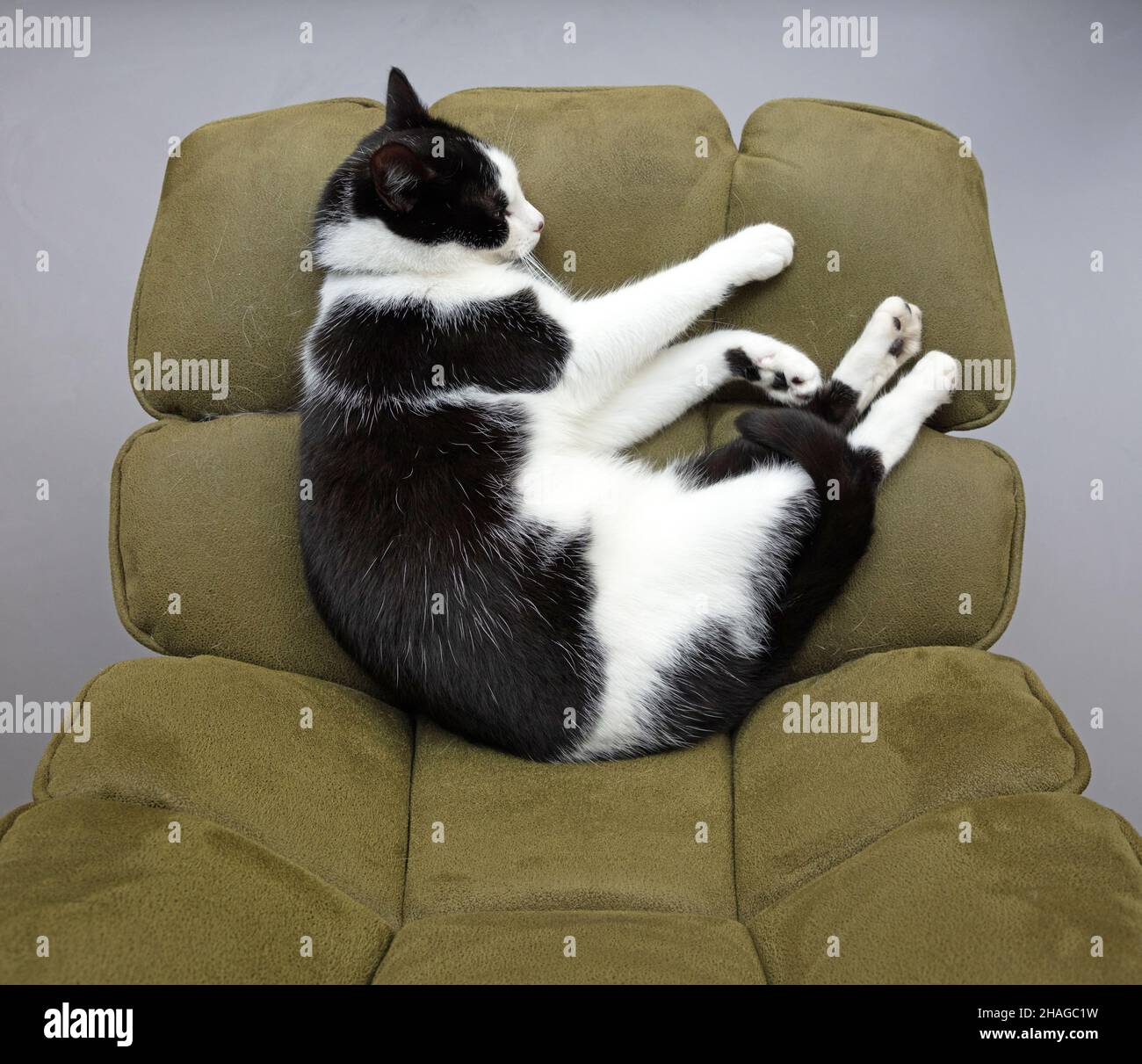 Black and white cat sleeping on a chair Stock Photo - Alamy