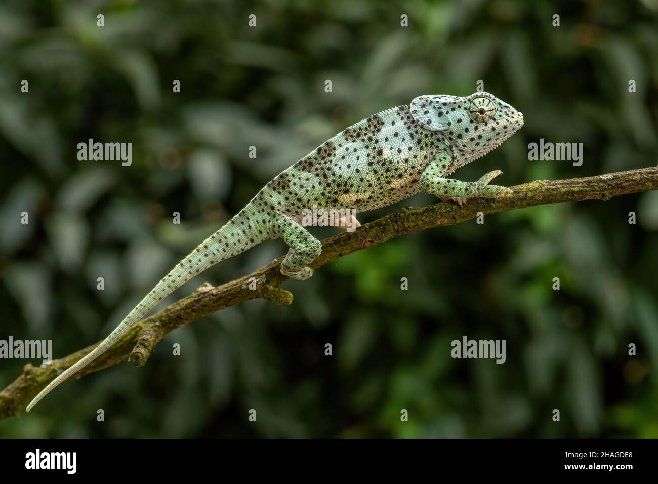 Flapnecked Chameleon Chamaeleo dilepis, beautiful colored lizard