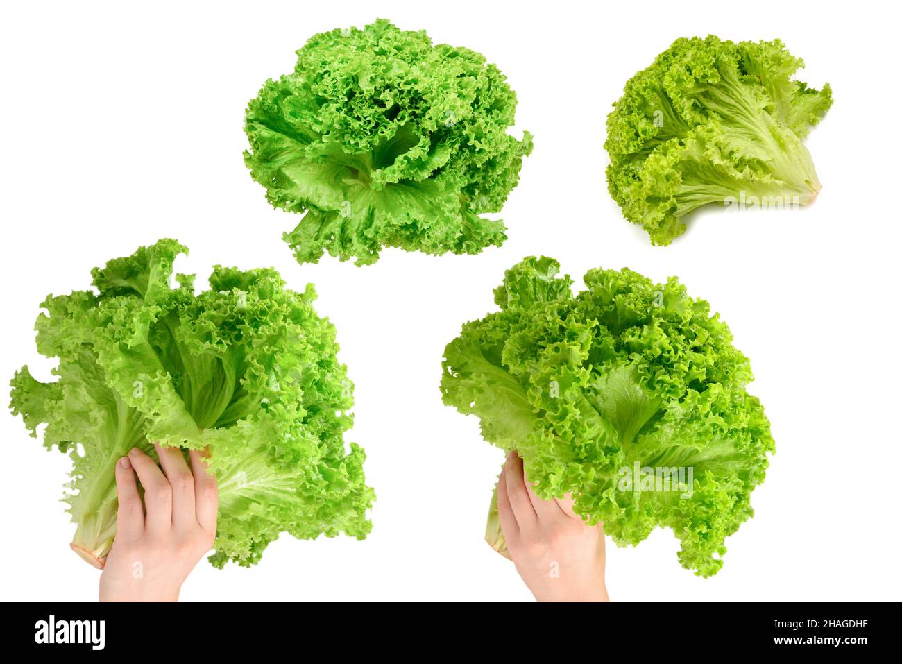 Iceberg lettuce in woman hands isolated on white background Stock Photo