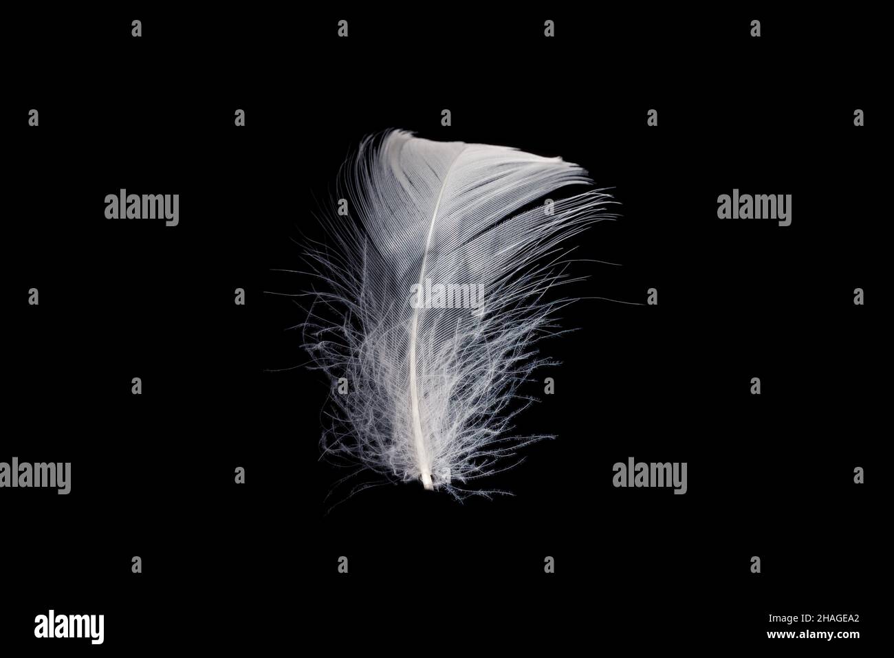 White floating feather isolated on a black background Stock Photo Alamy