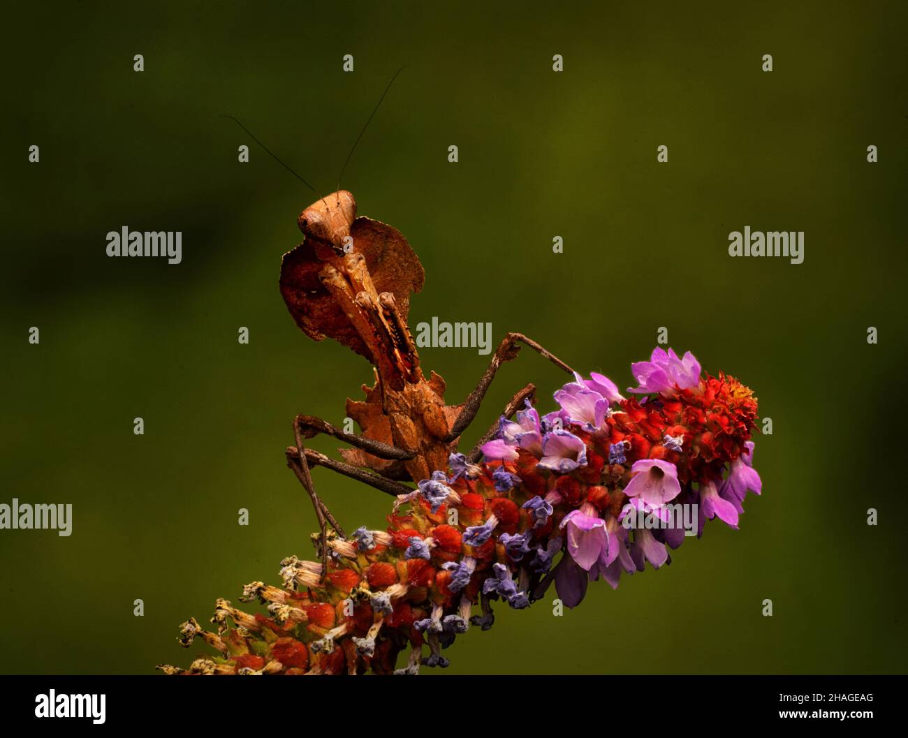Dead Leaf Mantis, genus Deroplatys Stock Photo