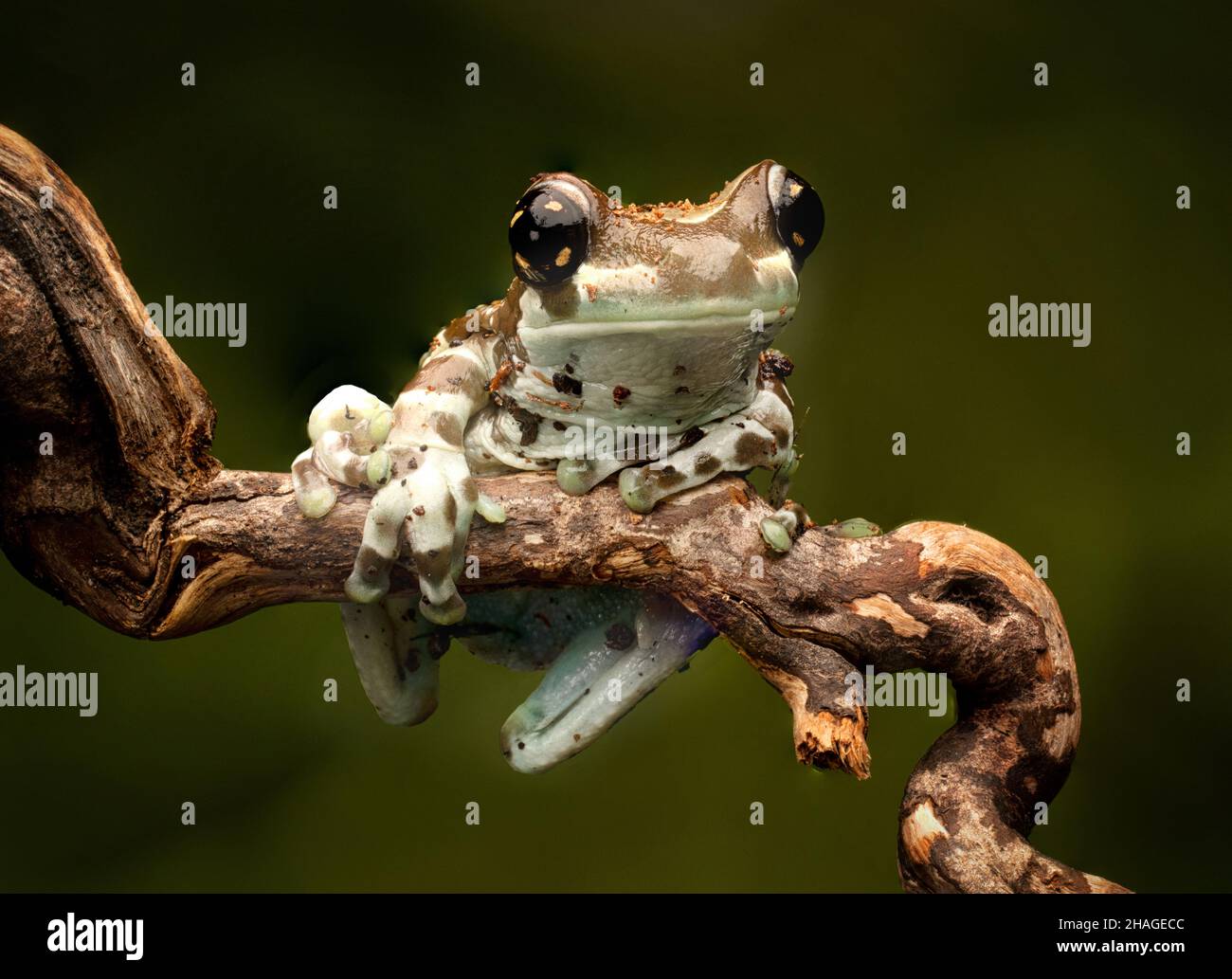Amazon Milk Frog, Trachycephalus resinifictrix Stock Photo