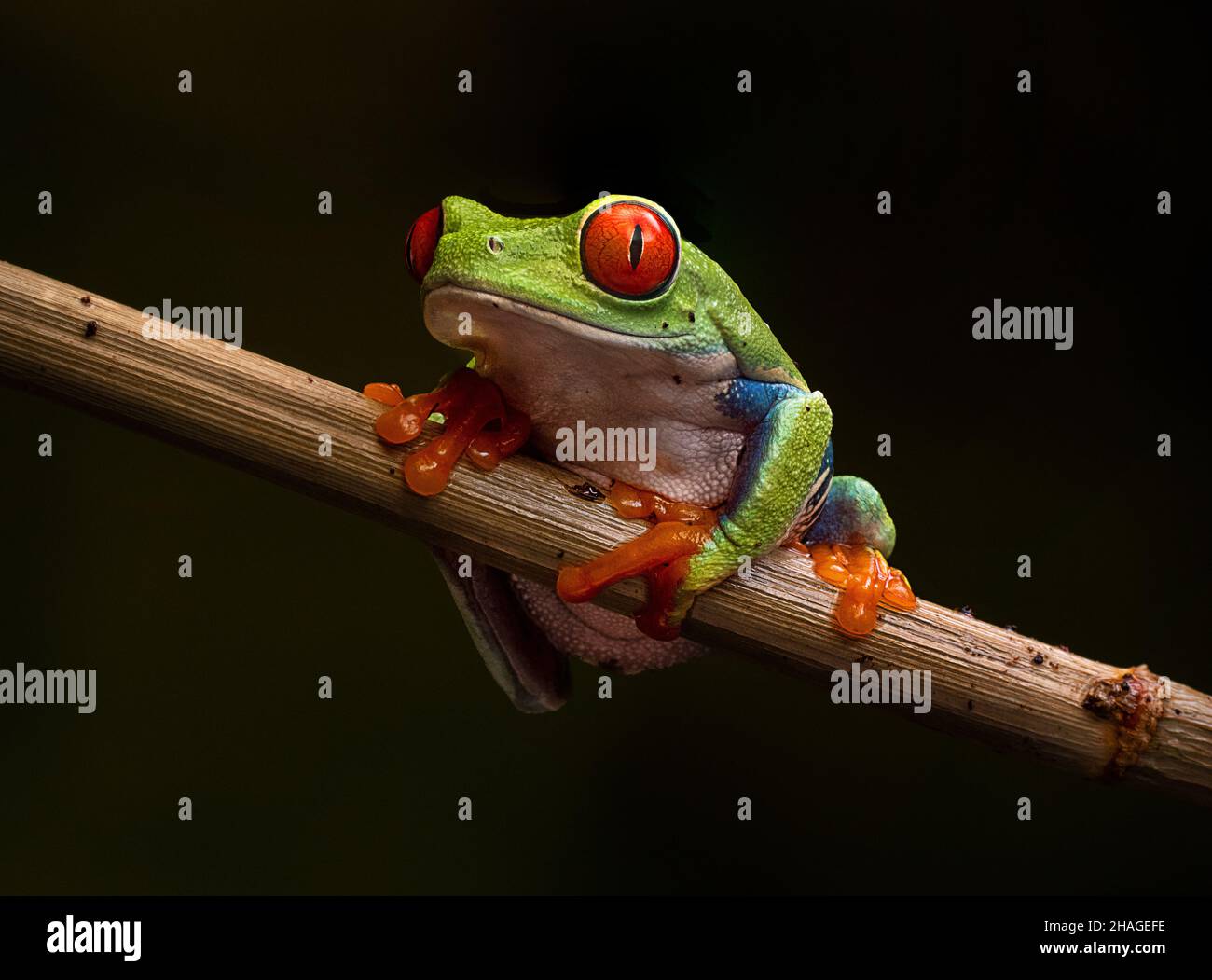 Red-eyed tree frog, Agalychnis callidryas Stock Photo