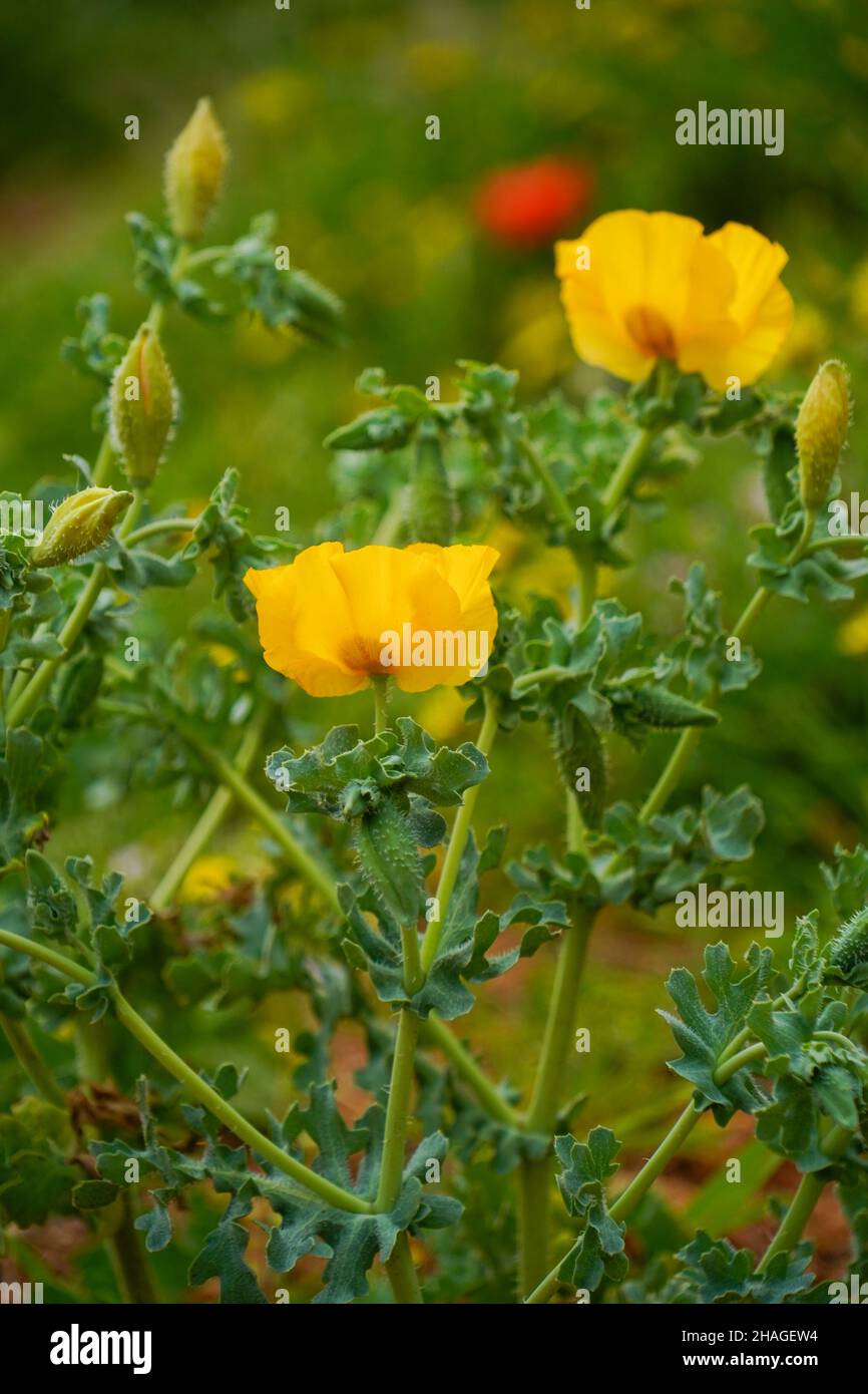A field of yellow poppies Photographed in Crete, Greece in April Stock Photo