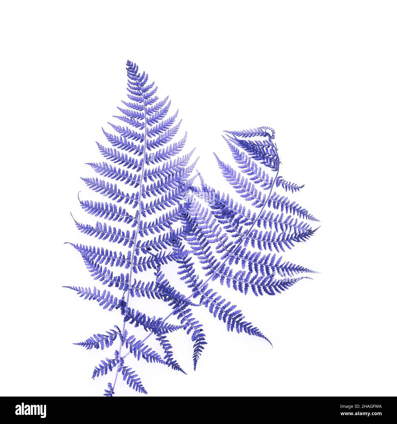 Fern leaf shadow on white background. Color toning. Stock Photo