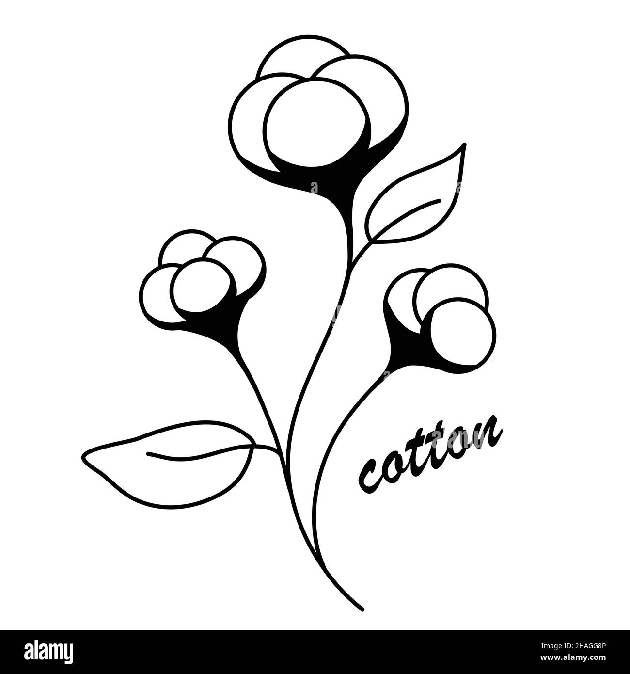 Ripe cotton, white cotton boll organic shape, simple outline object plant vector illustration Stock Vector