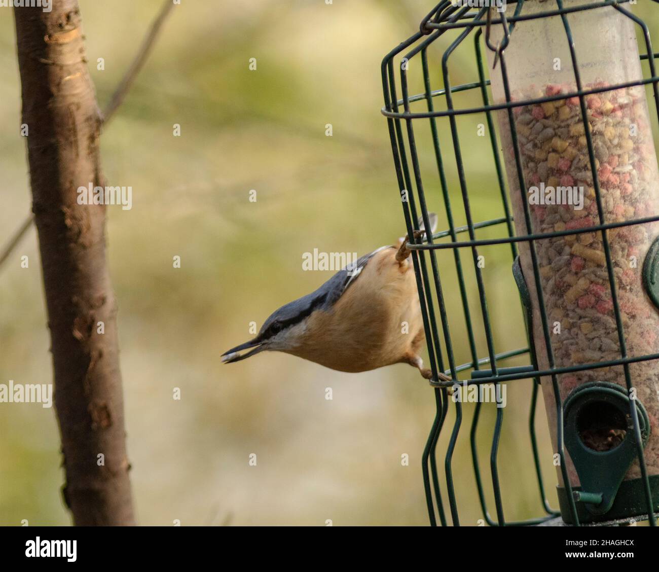 The Nuthatch is an elusive bird that is territorial yearround. They are predominantly