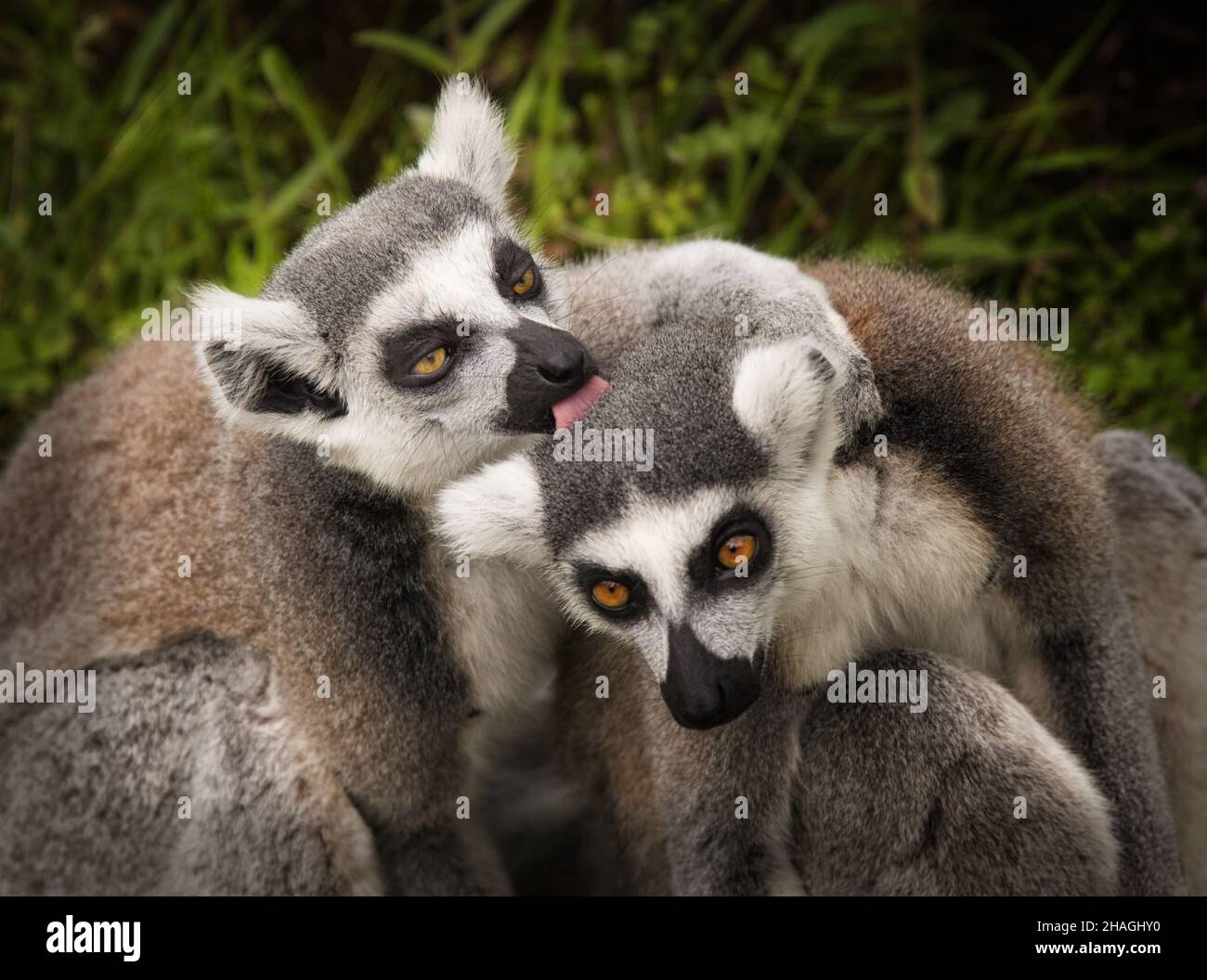 Grooming ring tailed lemurs, Lemur catta, at  Chester Zoo Stock Photo