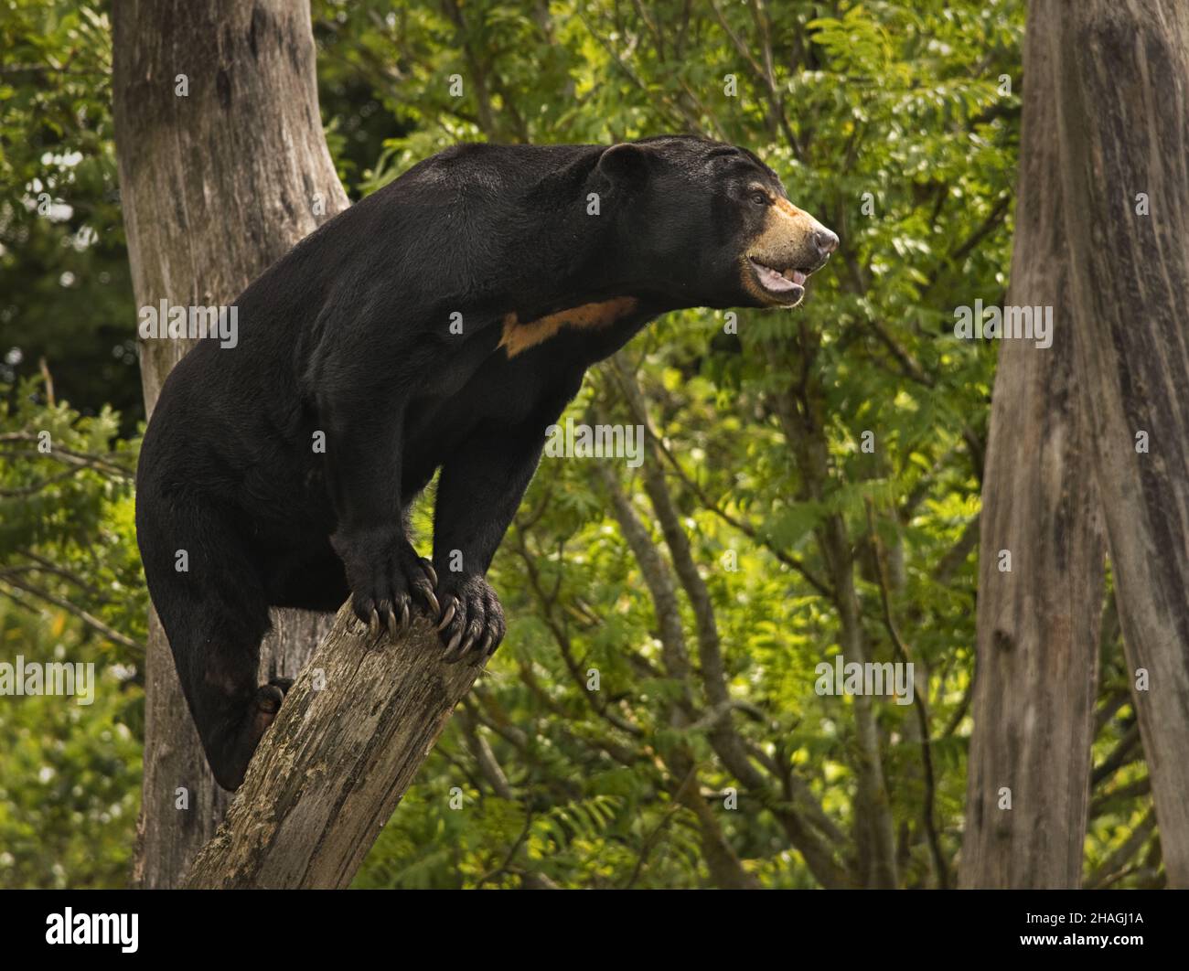 Malaysian Honey Bear, Ursidae Helarctos malayanus, at Chester Zoo Stock Photo