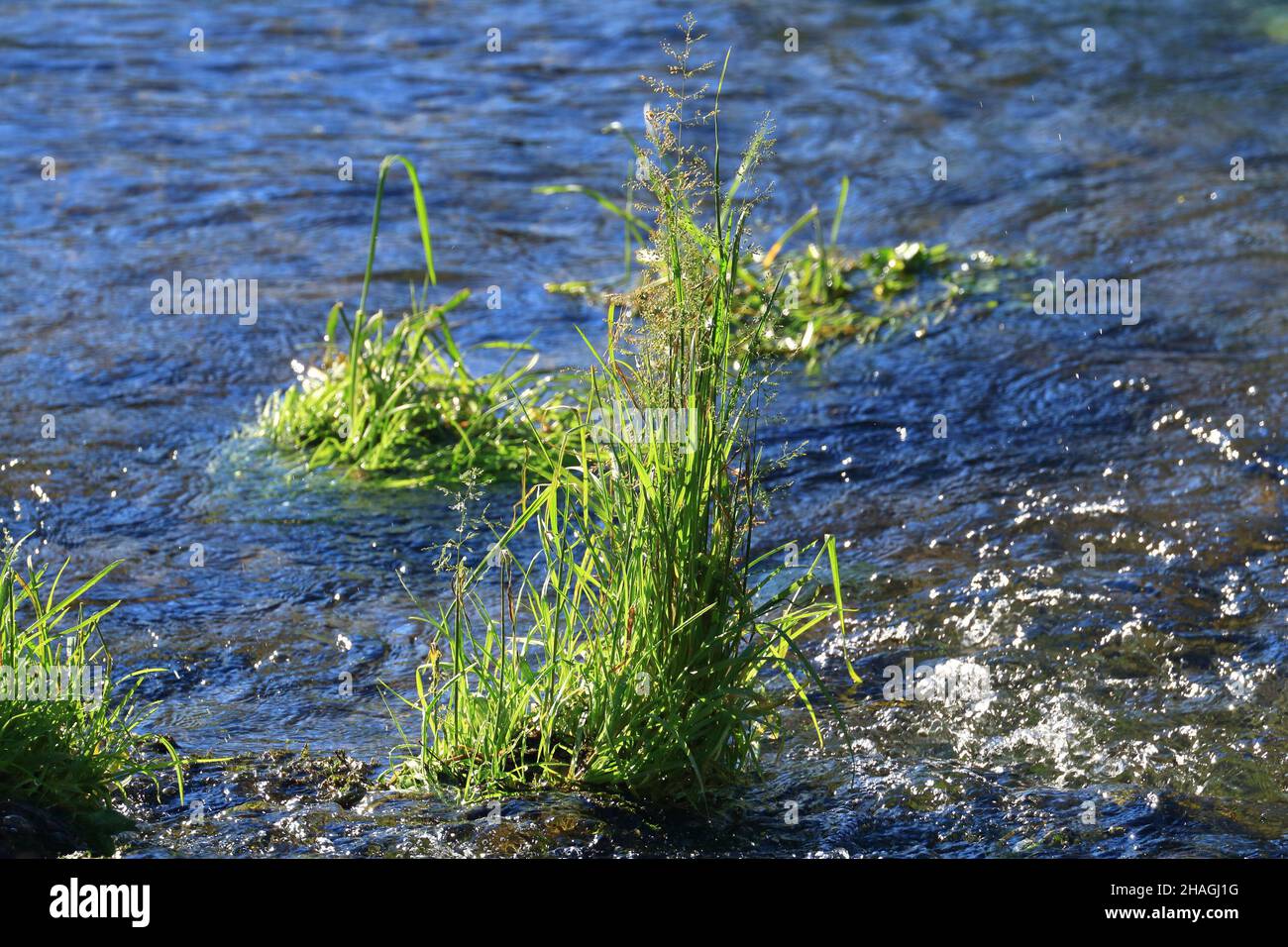 Green plant in fresh water on the source of Gacka river in Croatia Stock Photo