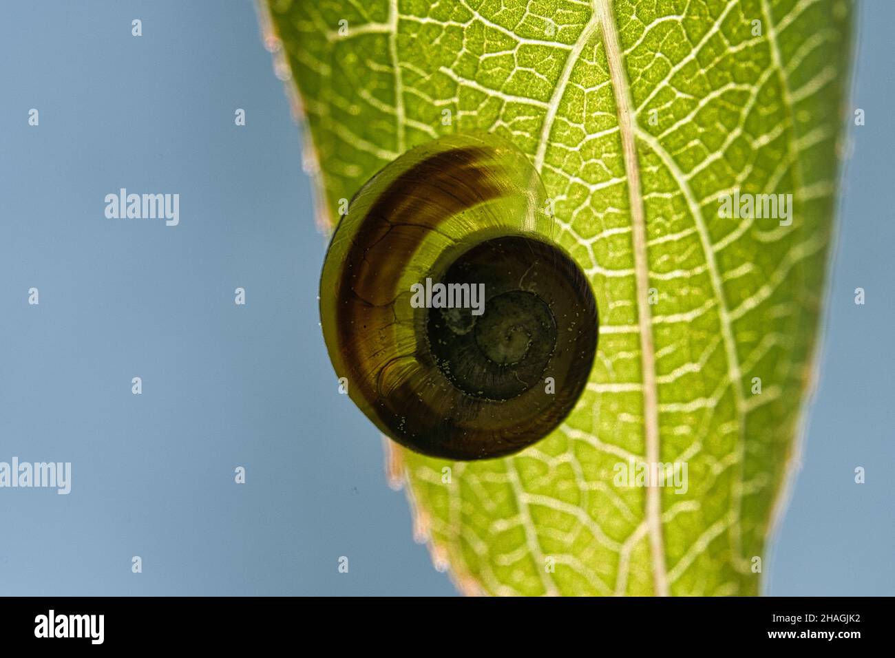 A snail crawling on a plant. Leisurely it crawls forward. The invertebrate was taken as a macro Stock Photo