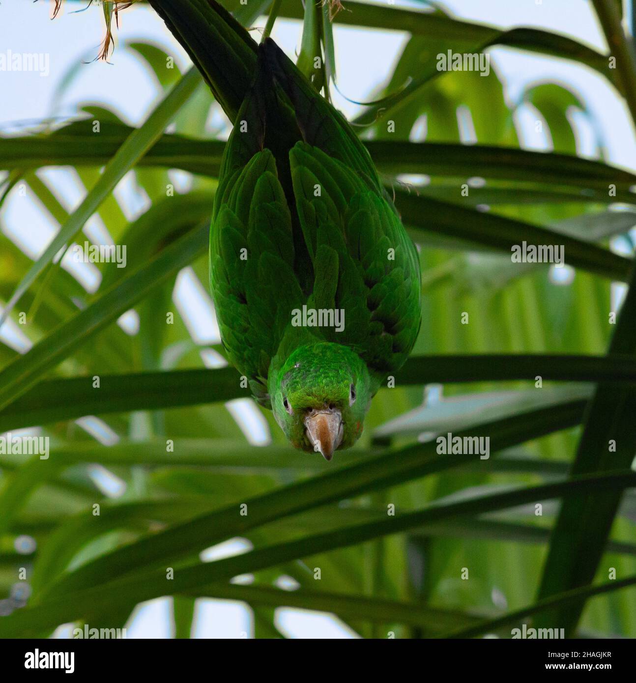 Periquitão-maracanã é uma aves da família Psittacidae comum no Brasil. Stock Photo