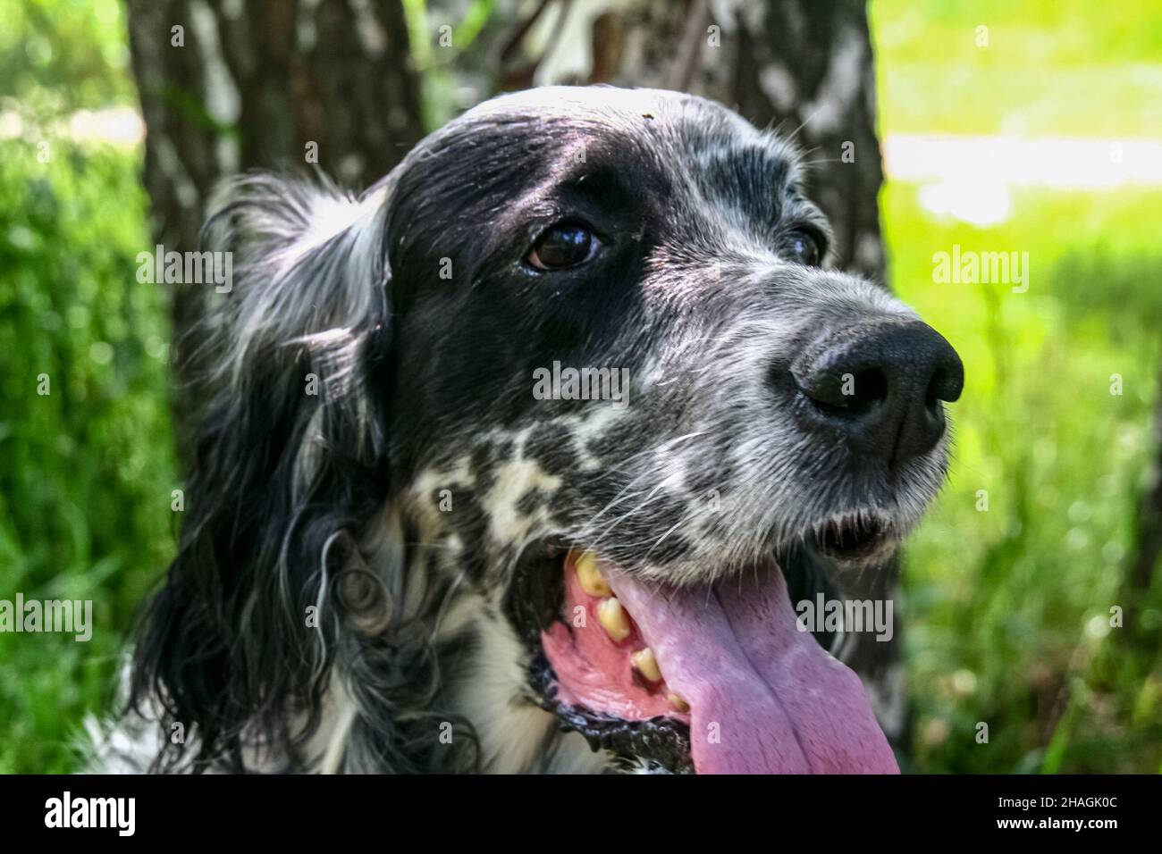 Head of english setter. Successful hunt. Siberia, Russia Stock Photo ...
