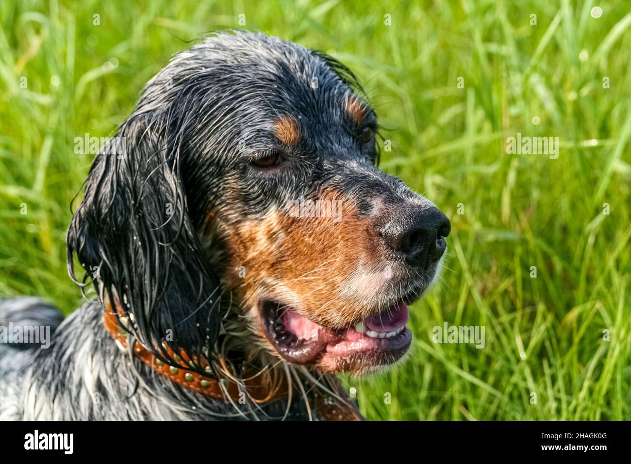 English setter. Head clouseup. Siberia, Russia Stock Photo - Alamy