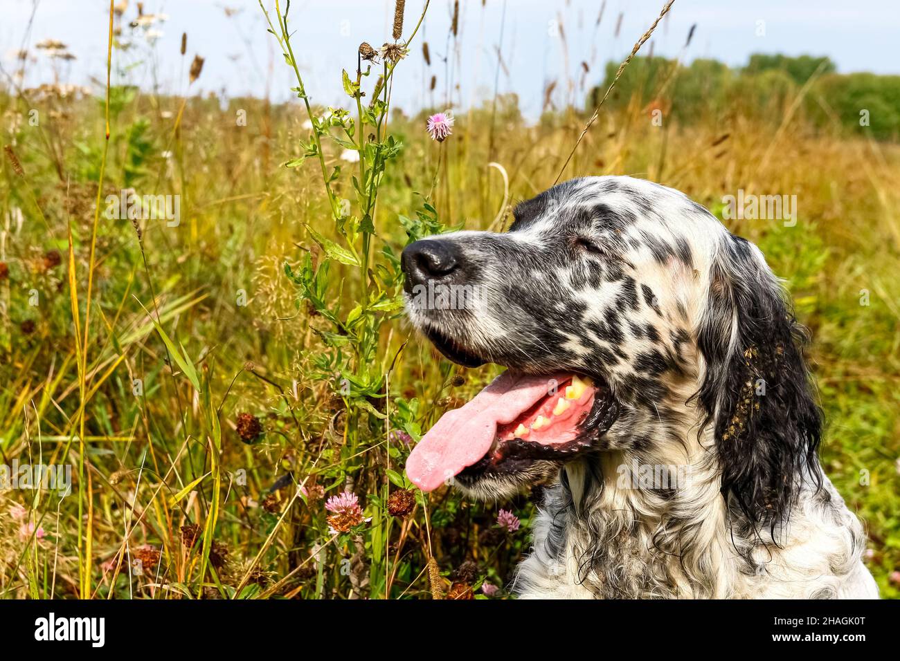 English setter closeup. Siberia, Russia Stock Photo - Alamy