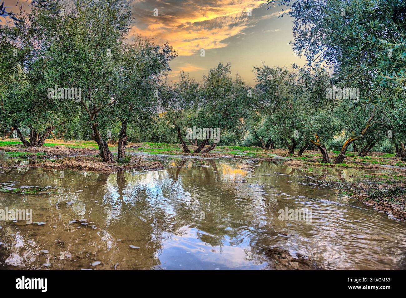 Irrigation by flood in a plantation of Olivos Stock Photo