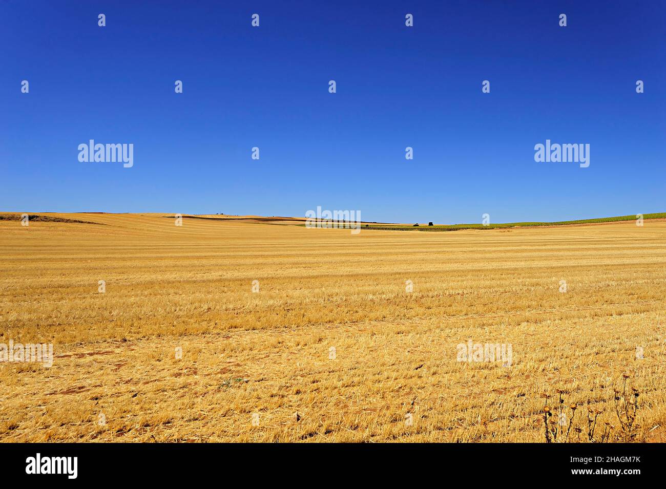 Landscape of the cereal fields after the harvest Stock Photo - Alamy