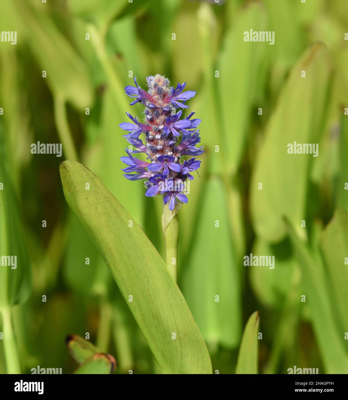 Hechtkraut, Pontederia cordata, ist eine Wasserpflanze mit blauen Blueten. Pike weed, Pontederia cordata, is an aquatic plant with blue flowers. Stock Photo