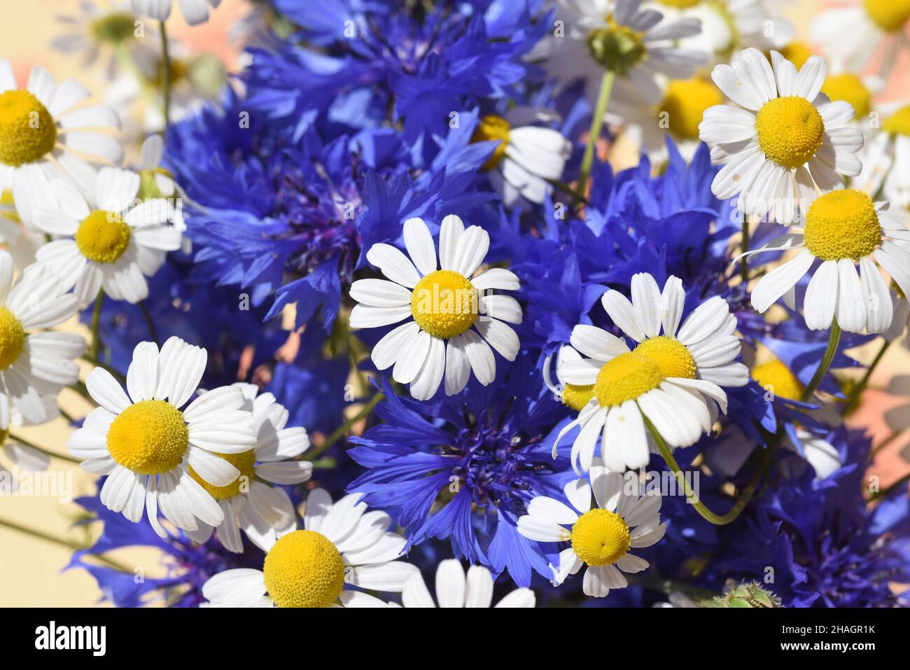 Kornblumen und Kamille, Centaurea cyanus Chamomilla recutita, sind wichtige Heilpflanzen mit blauen und weissen Blueten. Cornflowers and chamomile, Ce Stock Photo