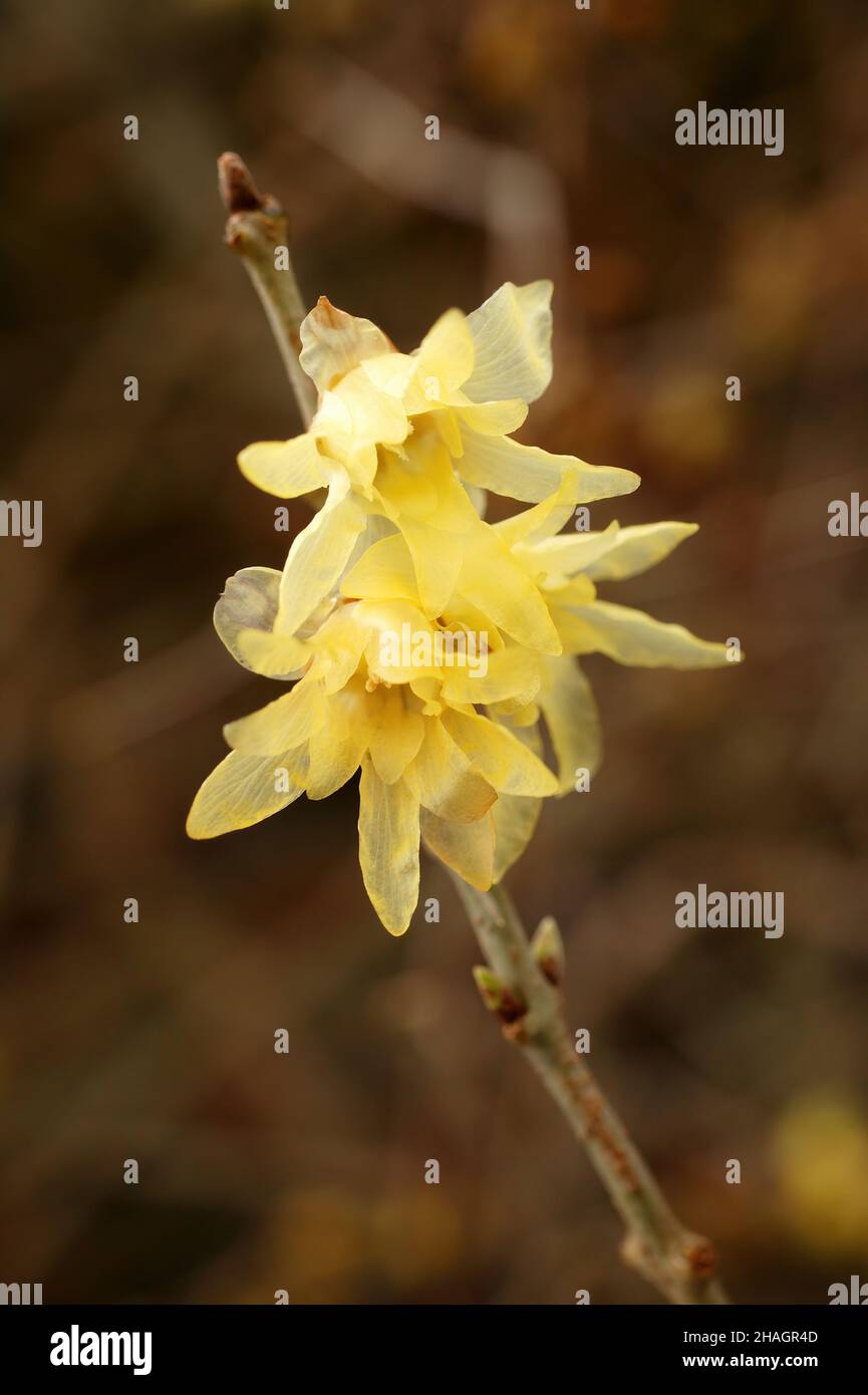 Chimonanthus Praecox wintertime highly fragrant shrub with a winter flower which is commonly known as Wintersweet., stock photo image Stock Photo