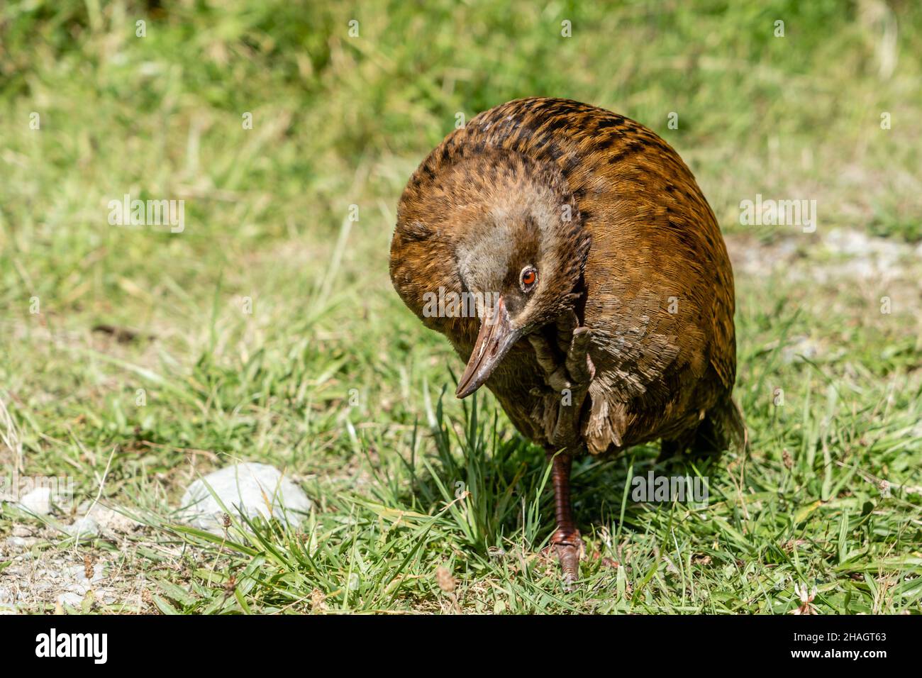 The Weka is a flightless bird in New Zealand. It is about the size of a domestic chicken. Stock Photo