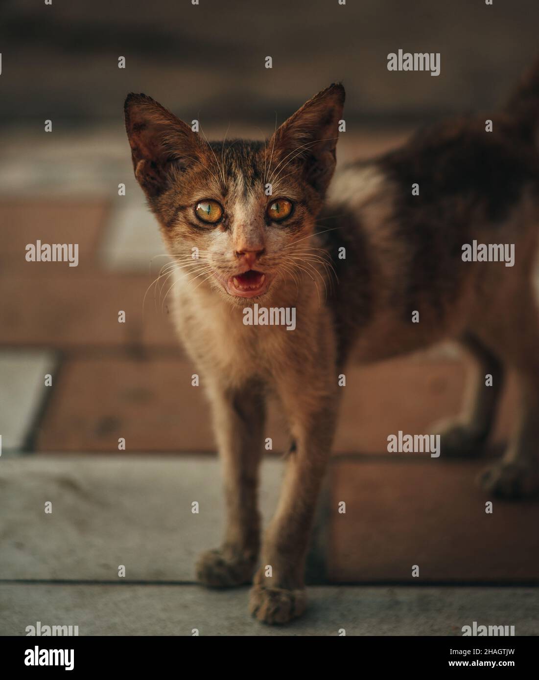 Closeup of a cute cat looking at the camera in the room Stock Photo - Alamy