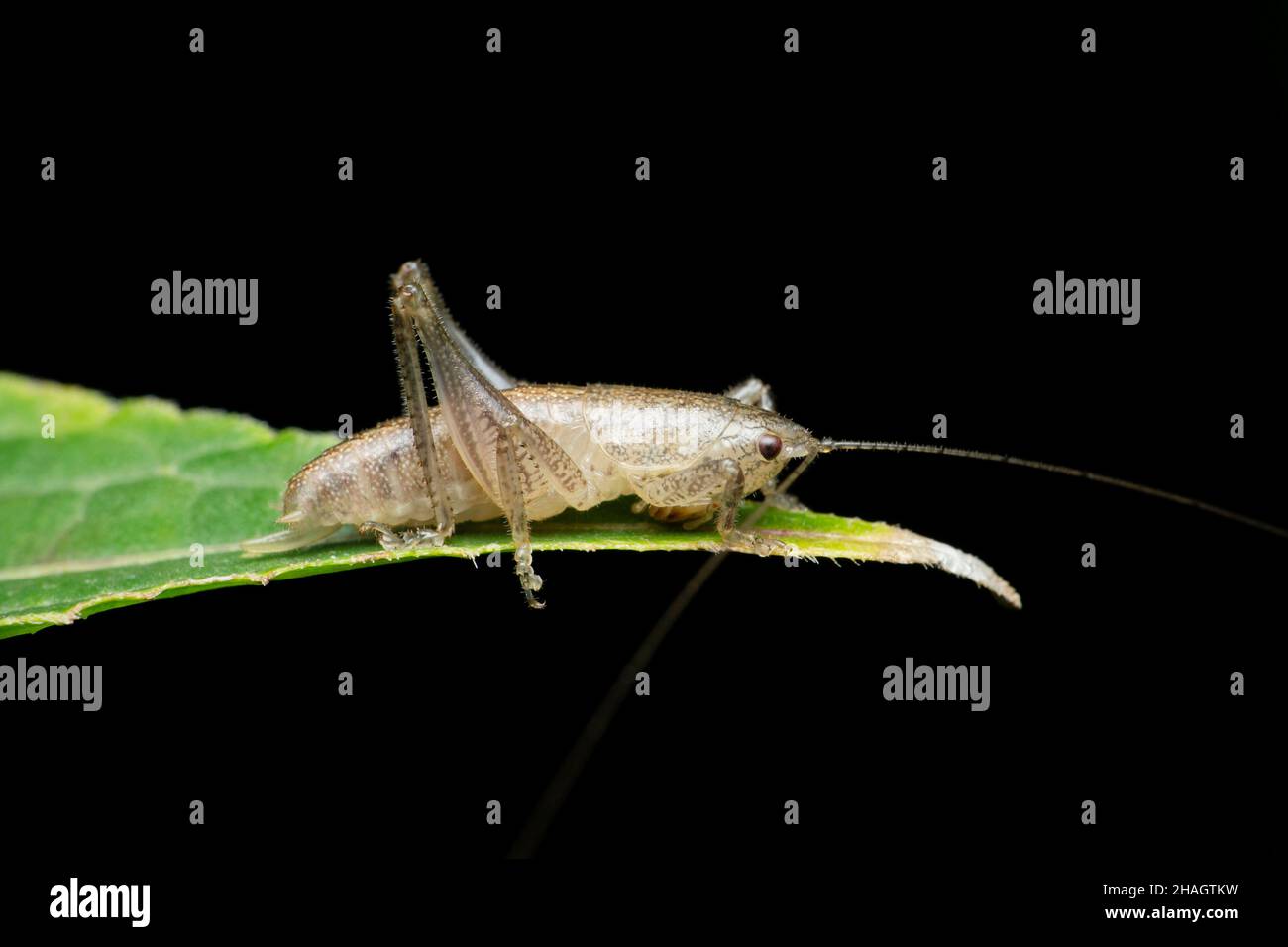 Grey katydid cricket insect on leaf, Stridulation species, Satara ...