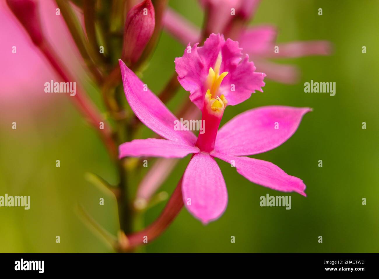 Closeup shot of pink epidendrum orchids against a blurred background Stock Photo