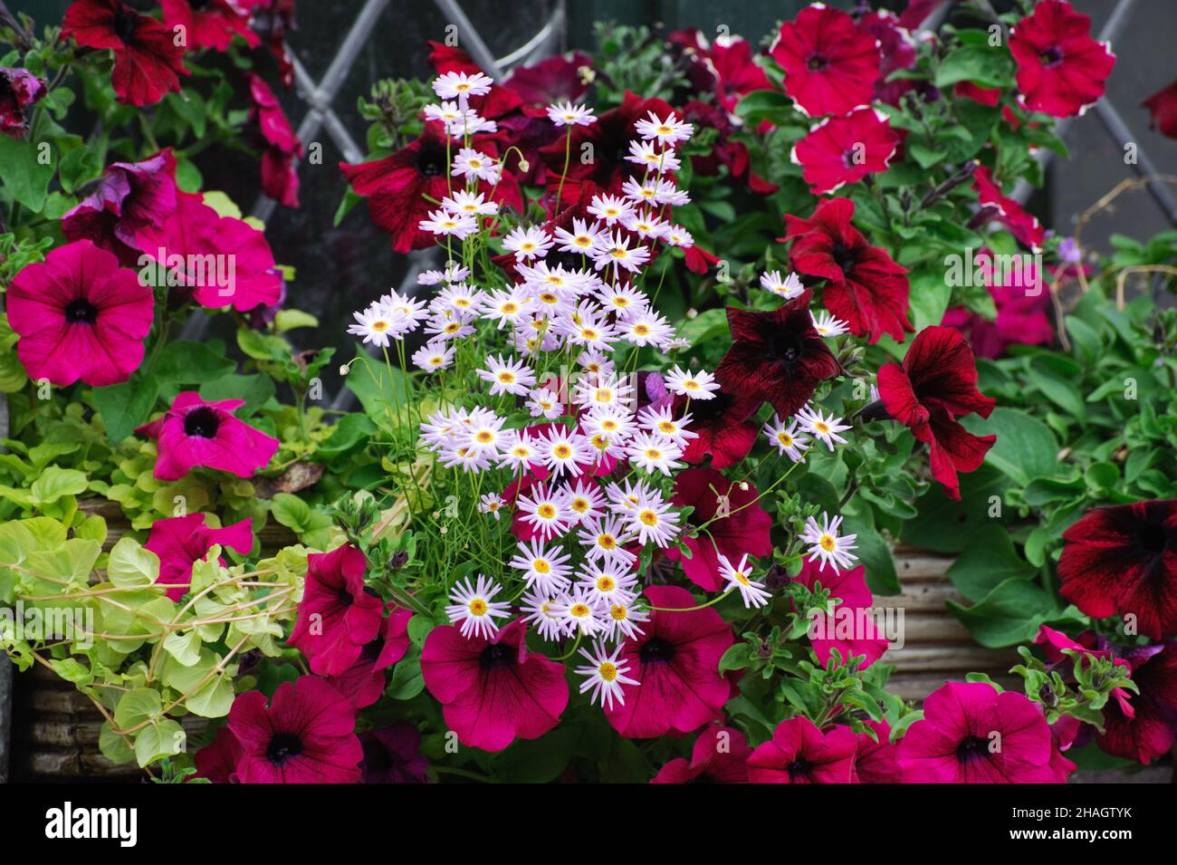 Red petunia with aster and Daisy flowers Growing in the garden Stock Photo