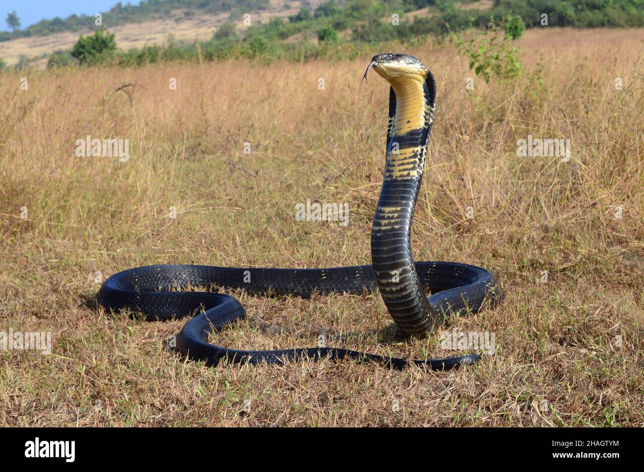 King cobra, Ophiophagus hannah is a venomous snake species of elapids endemic to jungles in Southern and Southeast Asia, goa India Stock Photo
