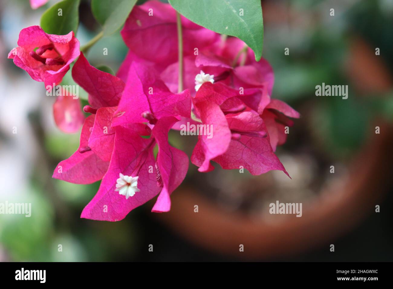 Pink bougainvillea blooms/plant in a flower pot/apartment balcony garden Stock Photo