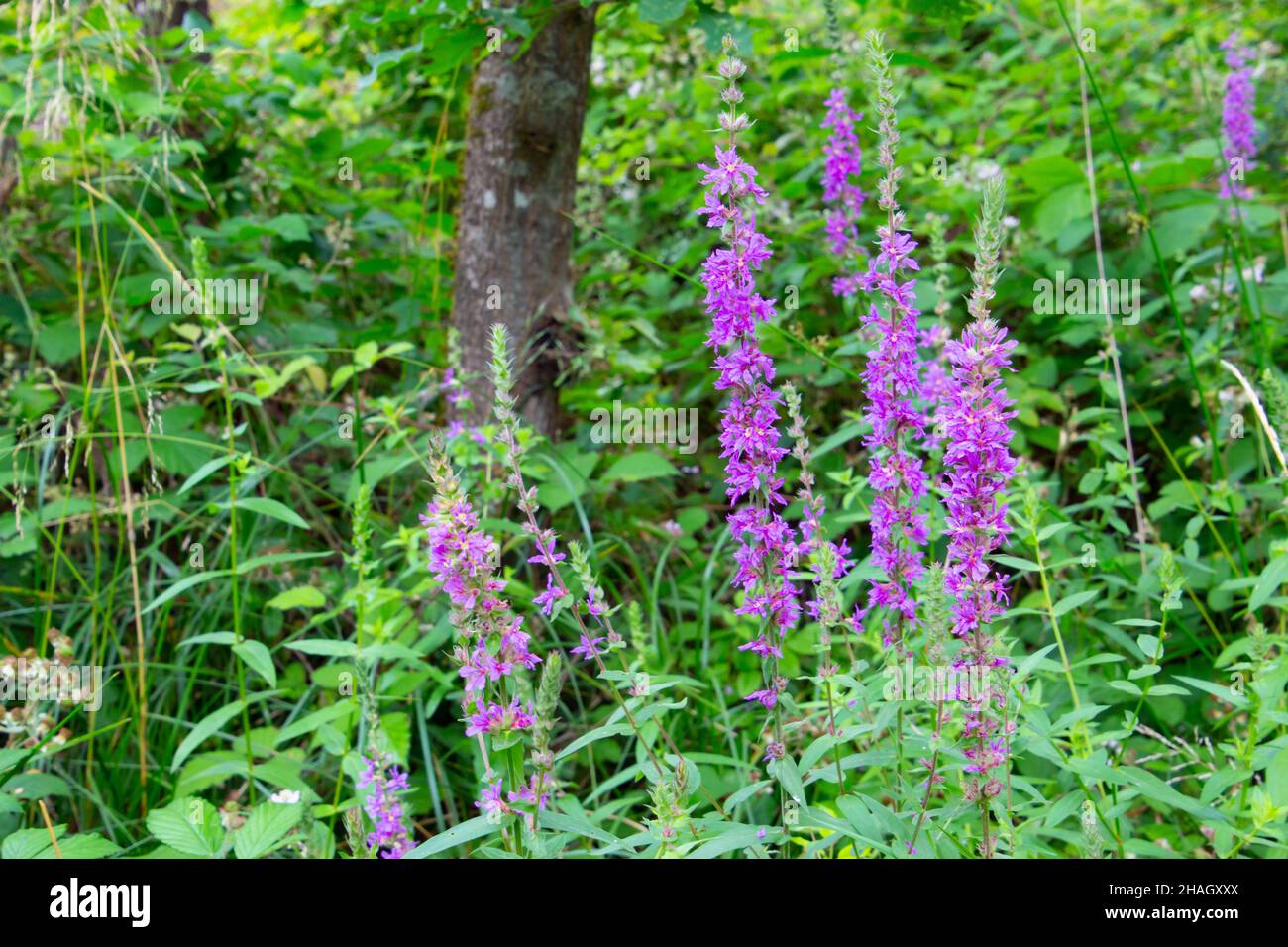 Purple flowers of the common loosestrife,also called Lythrum salicaria or Blutweiderich Stock Photo