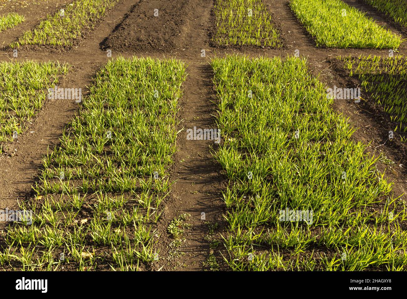 Beds with young shoots of various agricultural crops on the backyard