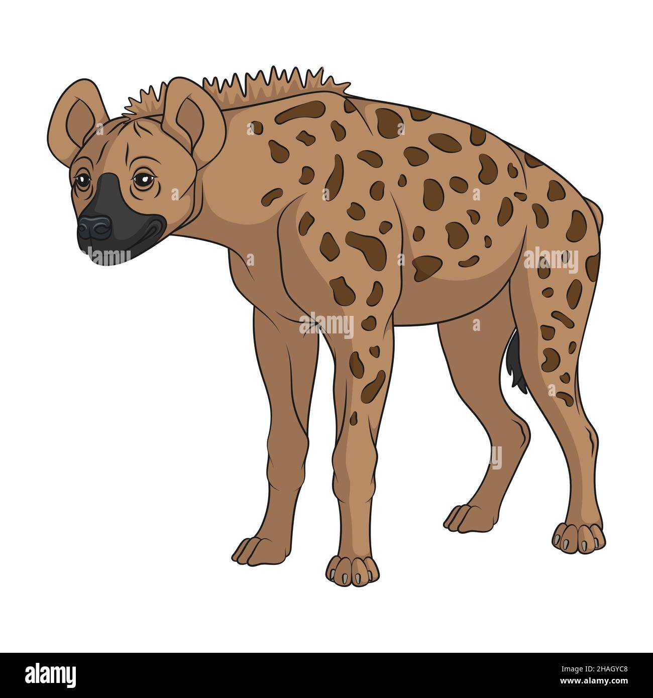 Color illustration with spotted hyena. Isolated vector object on a white background. Stock Vector