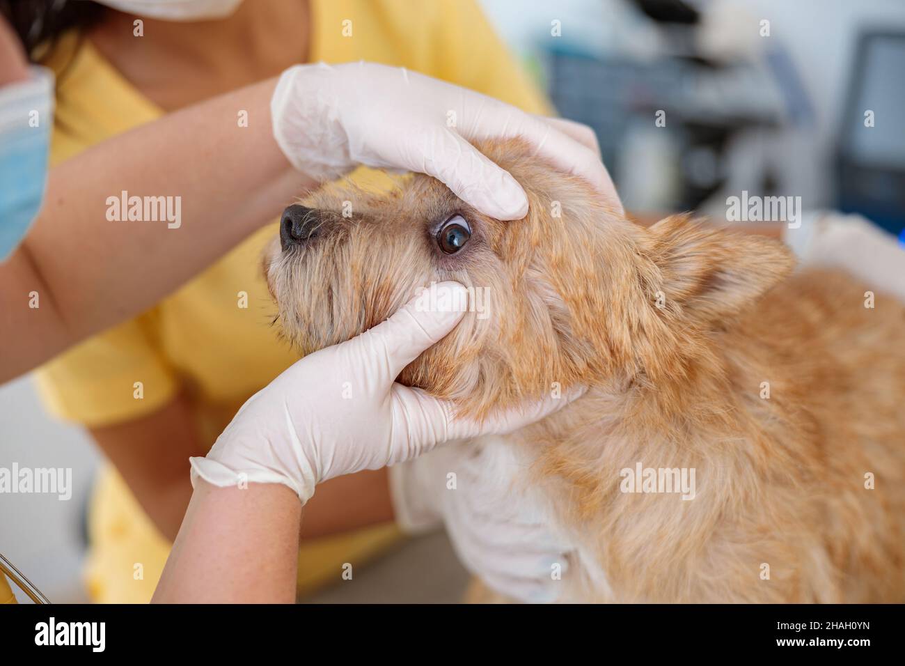Female veterinarian inspecting eyes of dog in clinic Stock Photo