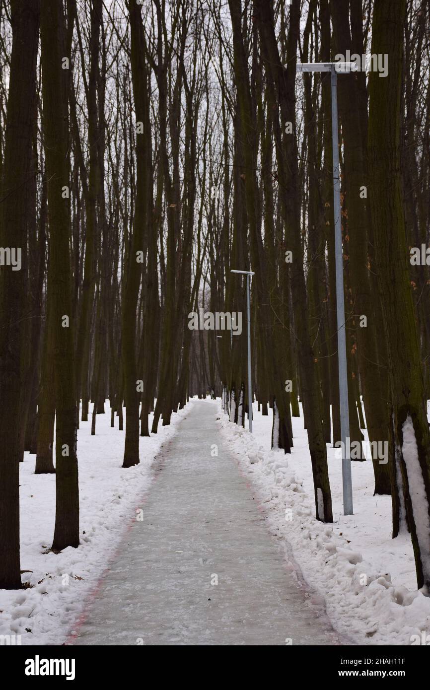 An empty snow-covered jogging trail winds through a winter birch park Stock Photo