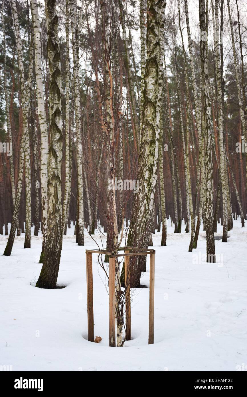 In a snowy winter forest, a young birch was planted and looked after, surrounded by a fence Stock Photo