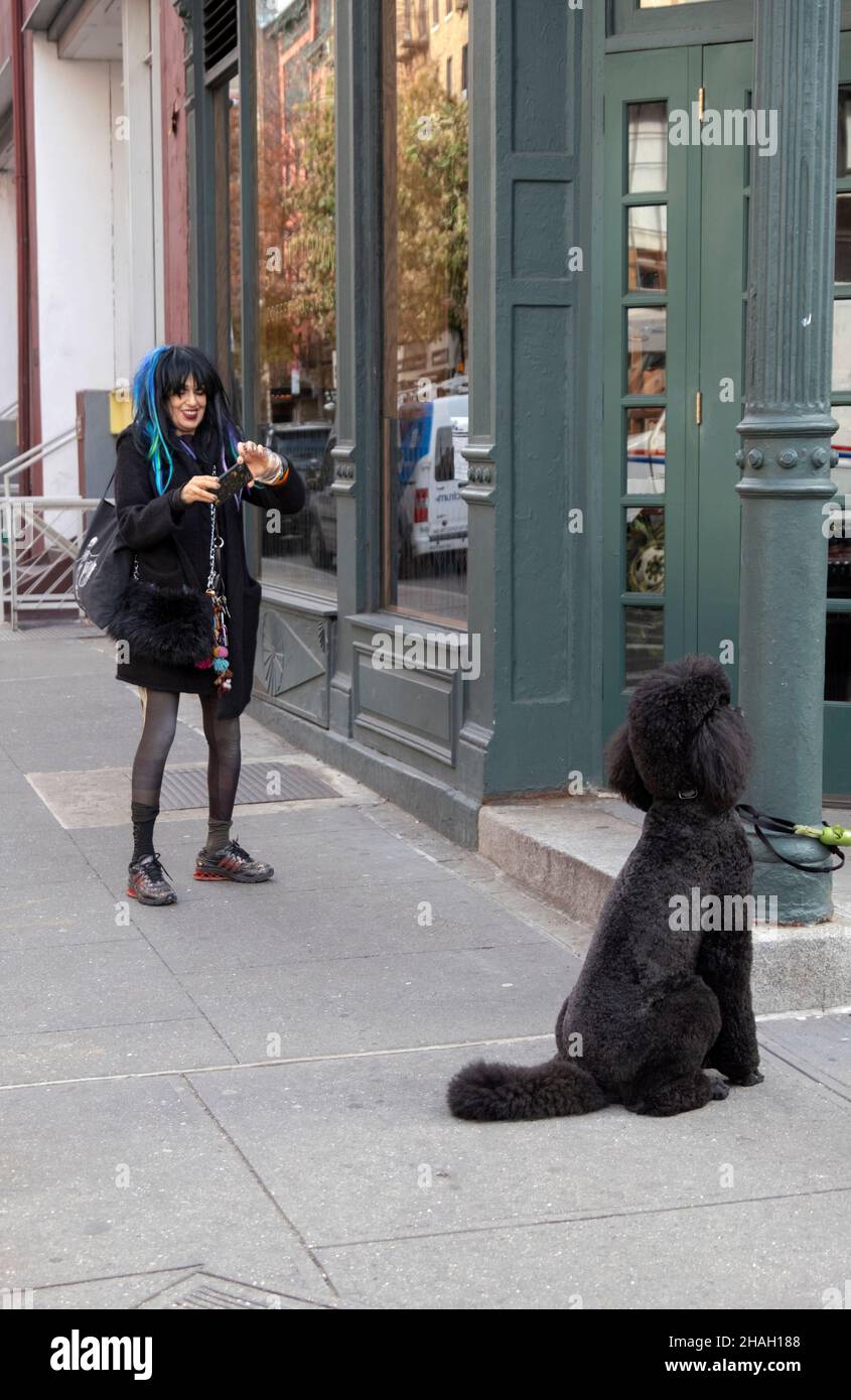 Funny photo of a woman with a personal style sense taking a photo of a standard poodle. On ST. Marks Place in Greenwich Village, Manhattan, NYC. Stock Photo