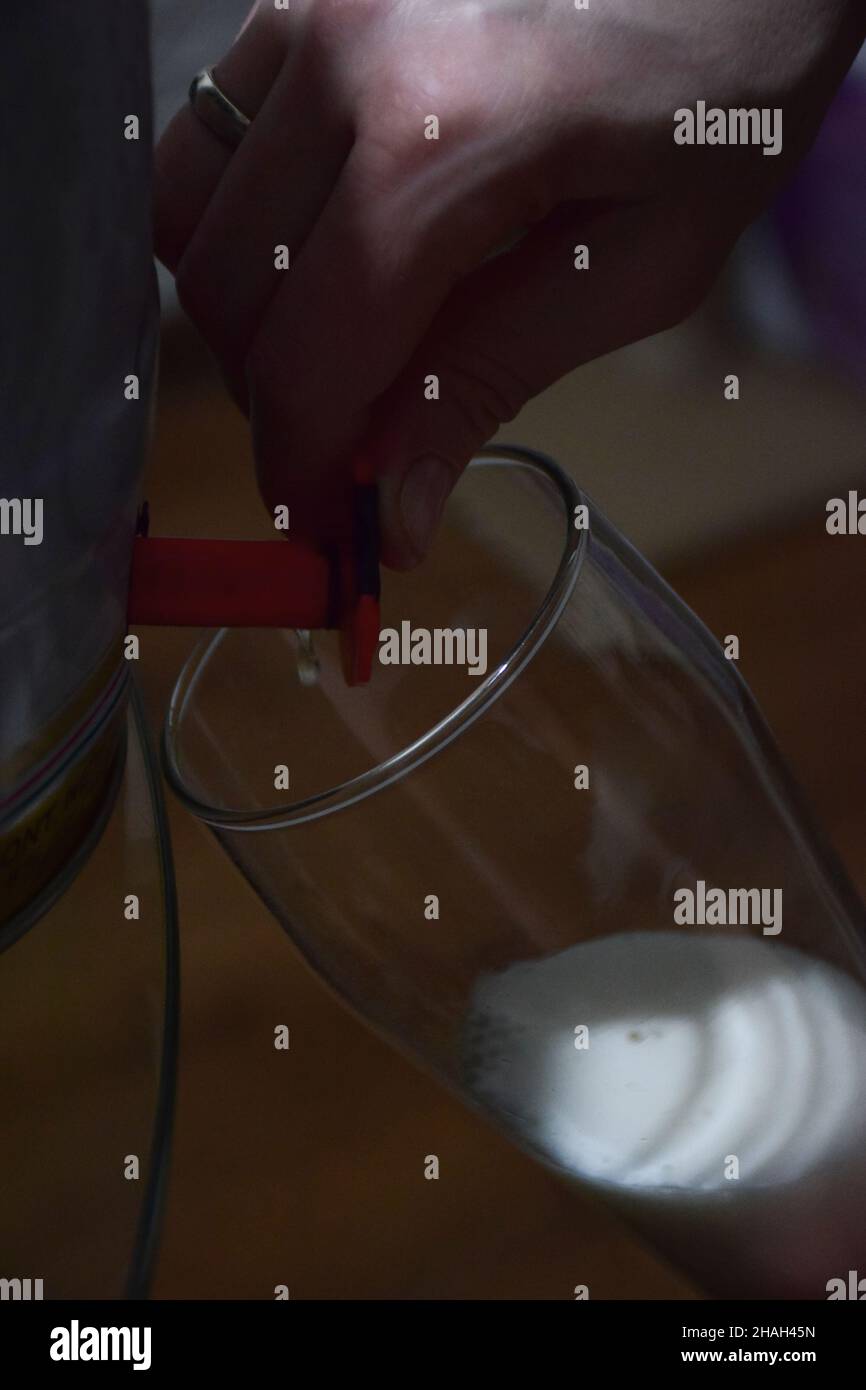 Foamy beer is poured from a beer barrel through a tap into a glass