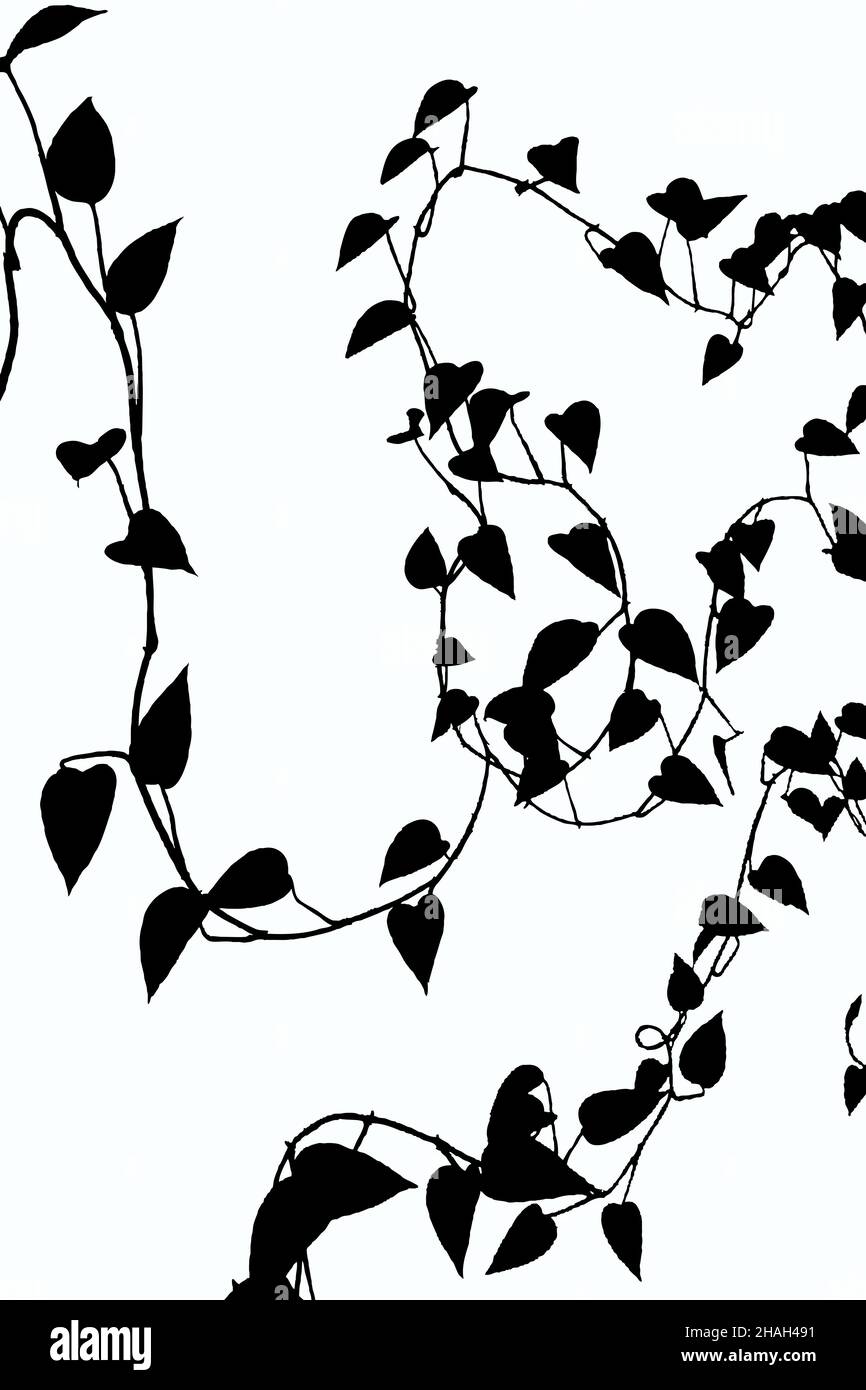 Black and white illustration of climbing plants with many leaves on a