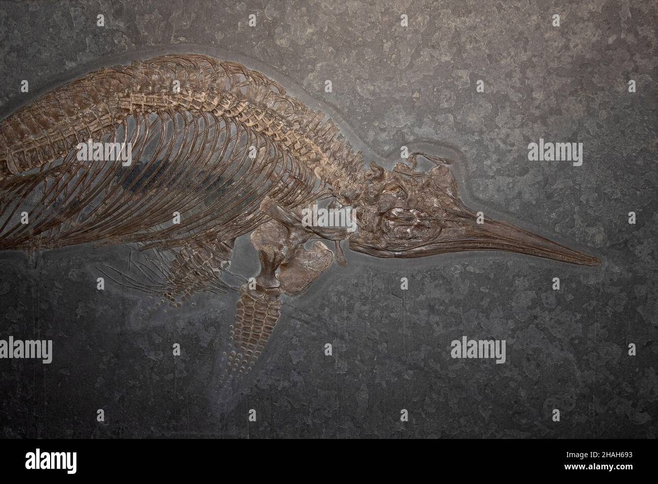 A fossil marine reptile Stenopterygius is a relative of Ichthyosaurs Stock Photo