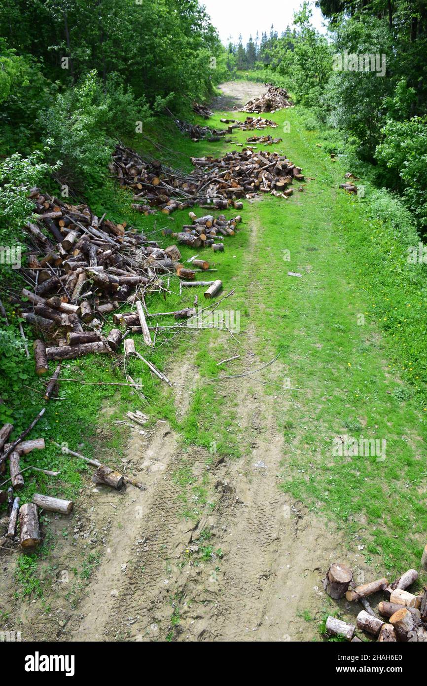 Timber harvesting is photographed from a high angle, above a forest clearing, where cut logs and hemp are scattered. Ecological disaster Stock Photo