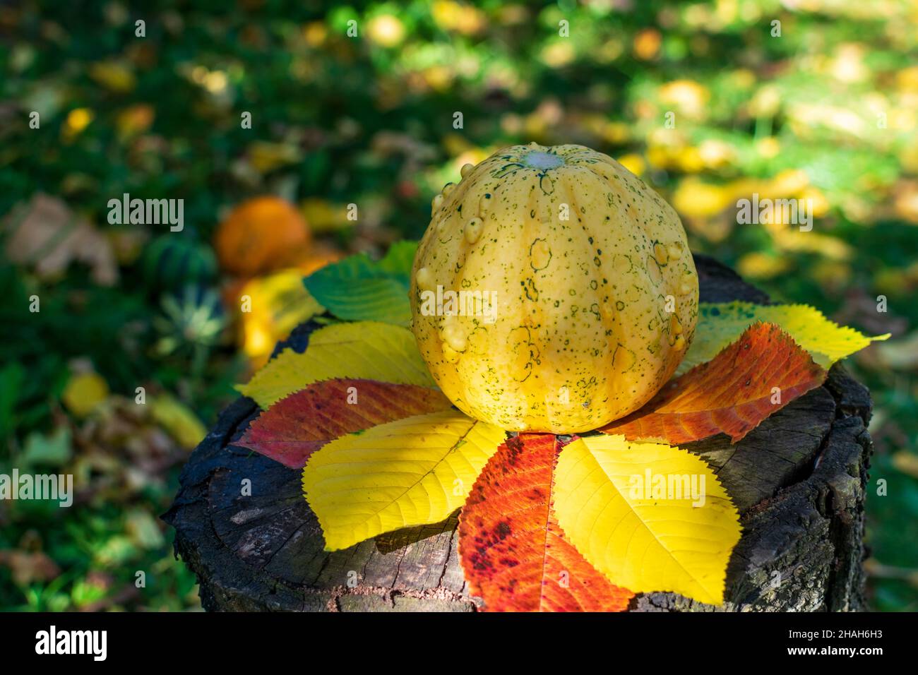 Yellow gourd or pumpkin with orange stripes on a wooden table covered by autumn colored leaves enlightened by sunset Stock Photo