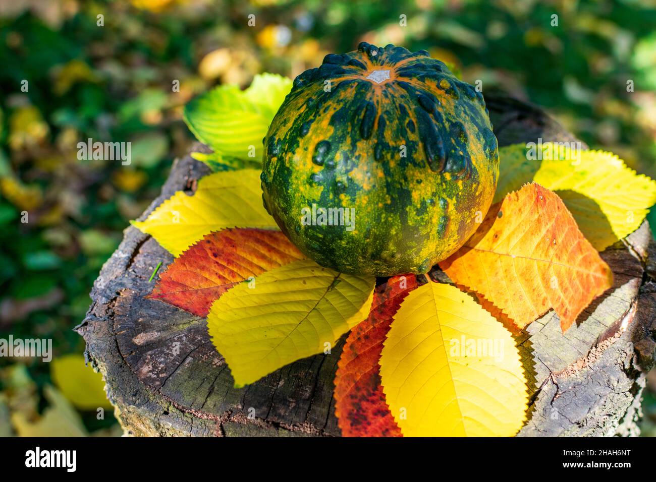 Green gourd or pumpkin with stripes on a wooden table covered by autumn colored leaves enlightened by sunset Stock Photo