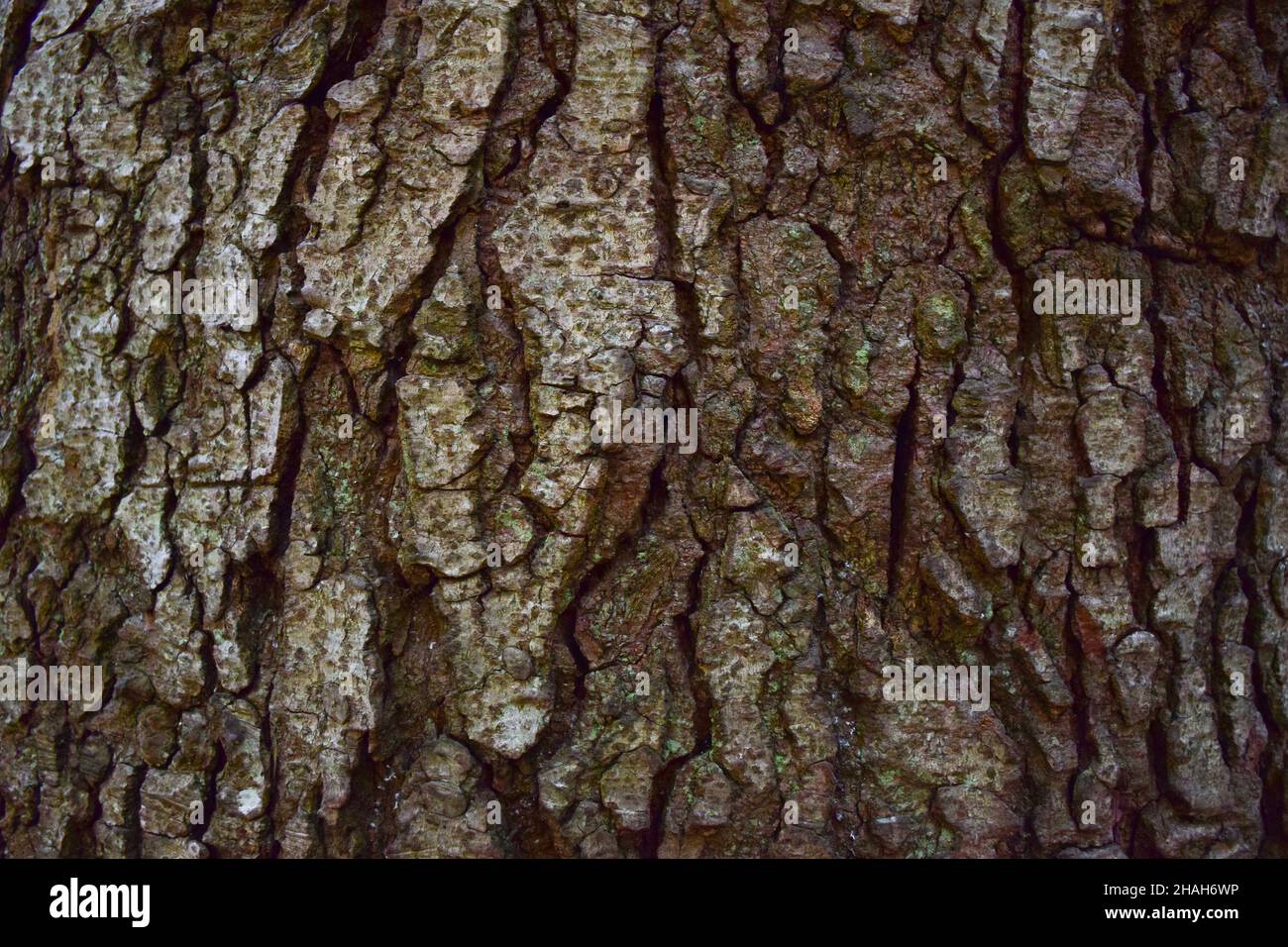 Rough tree bark hi-res stock photography and images - Alamy