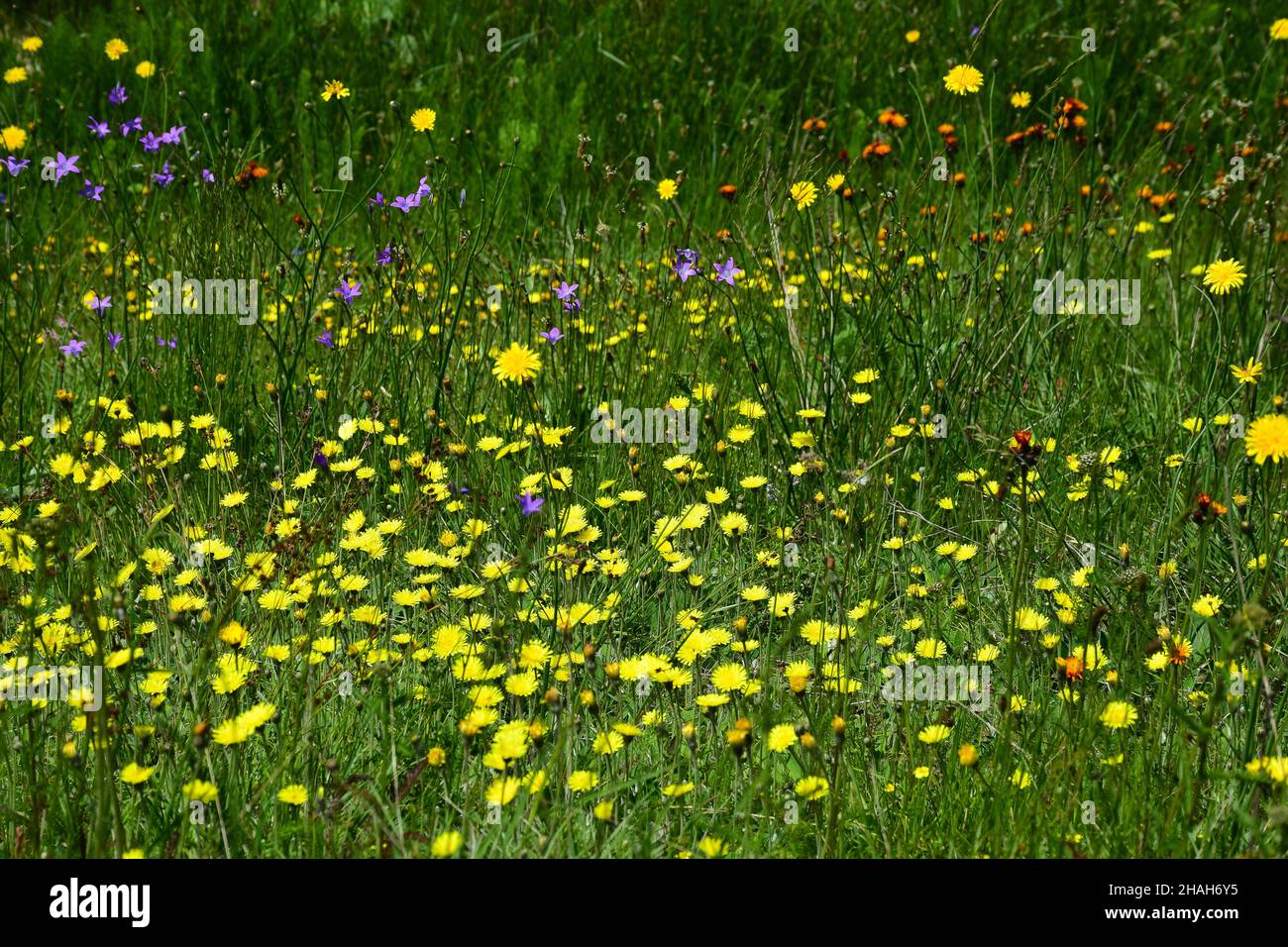 A field with a variety of wildflowers and green grass all over the frame. The background is blurred Stock Photo
