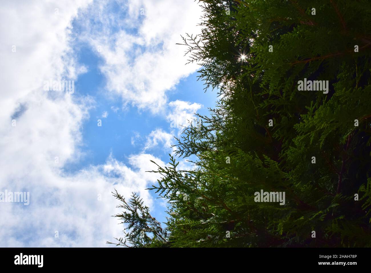 On the right side of the frame there are dense branches of a fence made of thuja shrubs, and on the left there is a bright blue sky with clouds Stock Photo