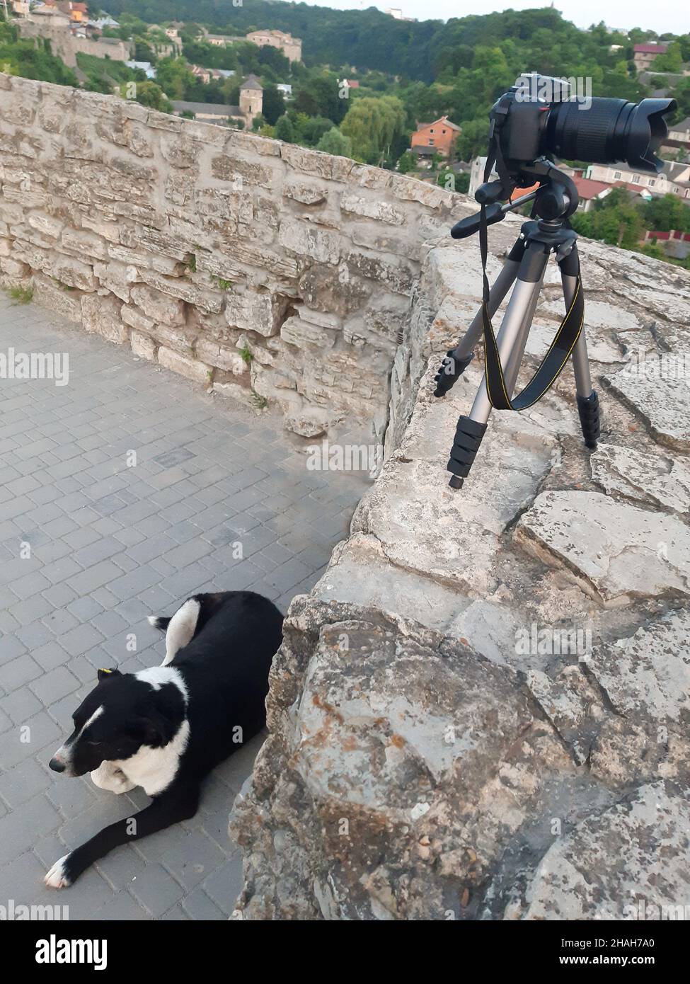 A digital camera on a tripod stands on an old brick wall, and under it on the ground lies a black and white dog Stock Photo