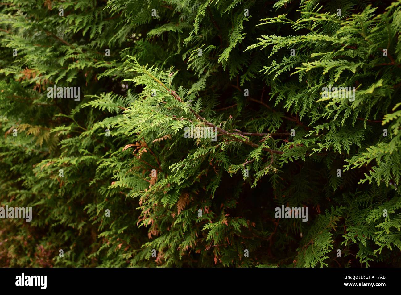 A fence from a green shrub of a thuja plant leaving in perspective for the whole frame Stock Photo
